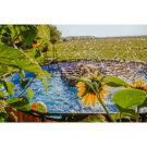 EXIT Wood pool ø427x122cm with filter pump - brown